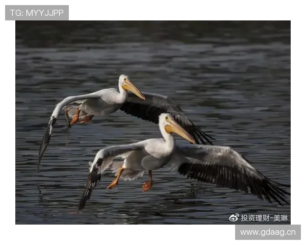 苏翊鸣家里到底怎么养，出门就是私人飞行器？